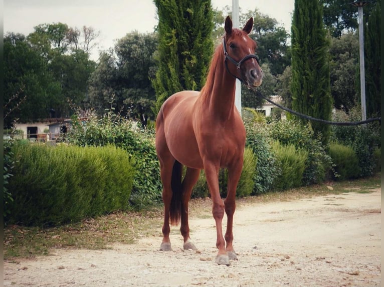 Selle Français Mare 3 years 15,2 hh Chestnut-Red in Mornas