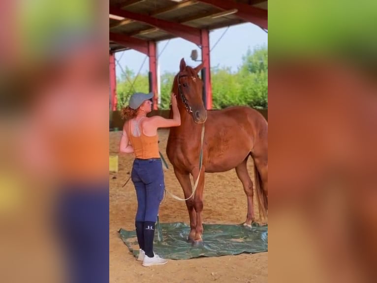 Selle Français Mare 3 years 15,2 hh Chestnut-Red in Luchapt