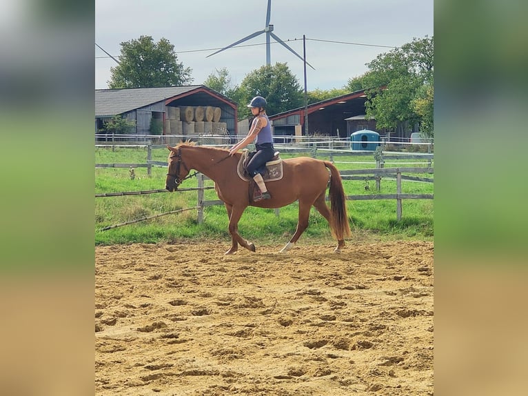 Selle Français Mare 3 years 15,2 hh Chestnut-Red in Luchapt