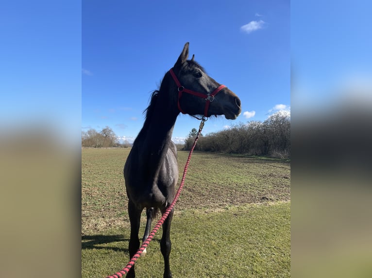 Selle Français Mix Mare 3 years 16,3 hh Gray in Nancy