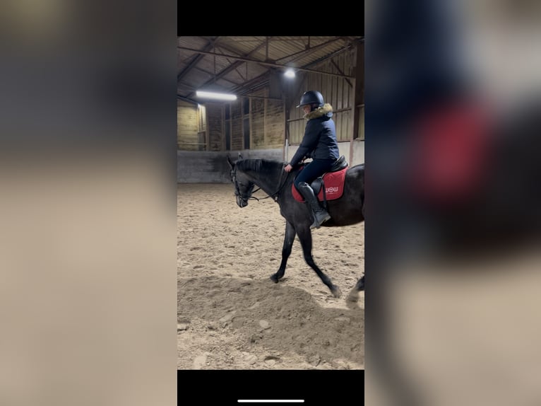 Selle Français Mix Mare 3 years 16,3 hh Gray in Nancy