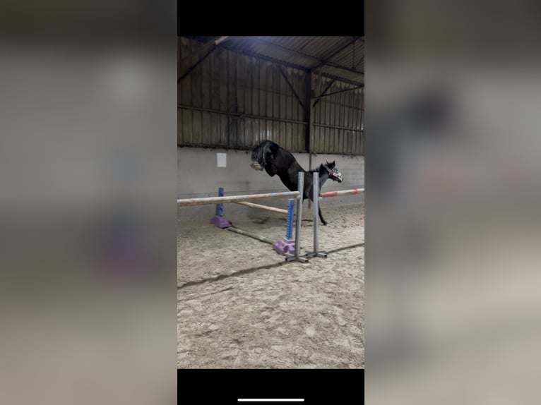 Selle Français Mix Mare 3 years 16,3 hh Gray in Nancy