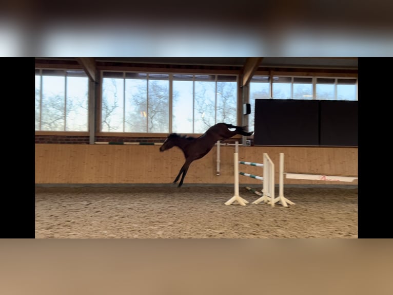 Selle Français Mare 3 years 16 hh Brown in Wohltorf