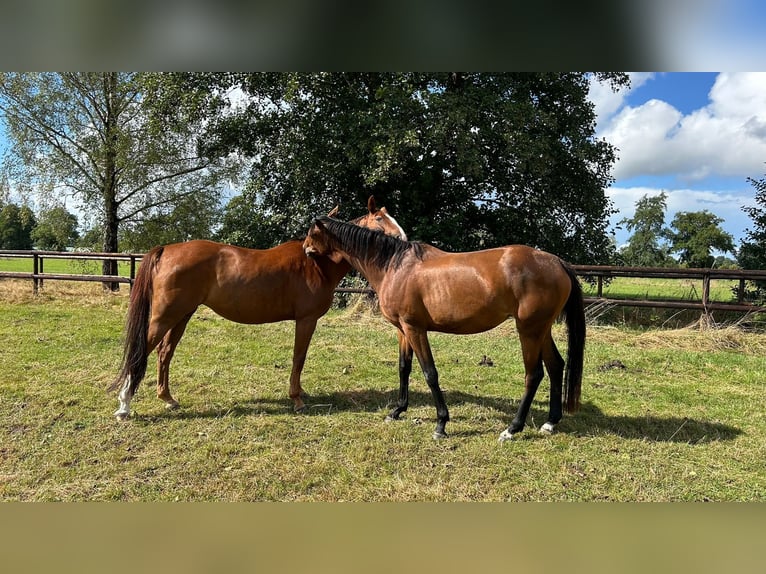 Selle Français Mare 3 years 16 hh Brown in Wohltorf