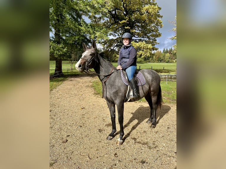 Selle Français Mare 3 years 16 hh Gray in Dole