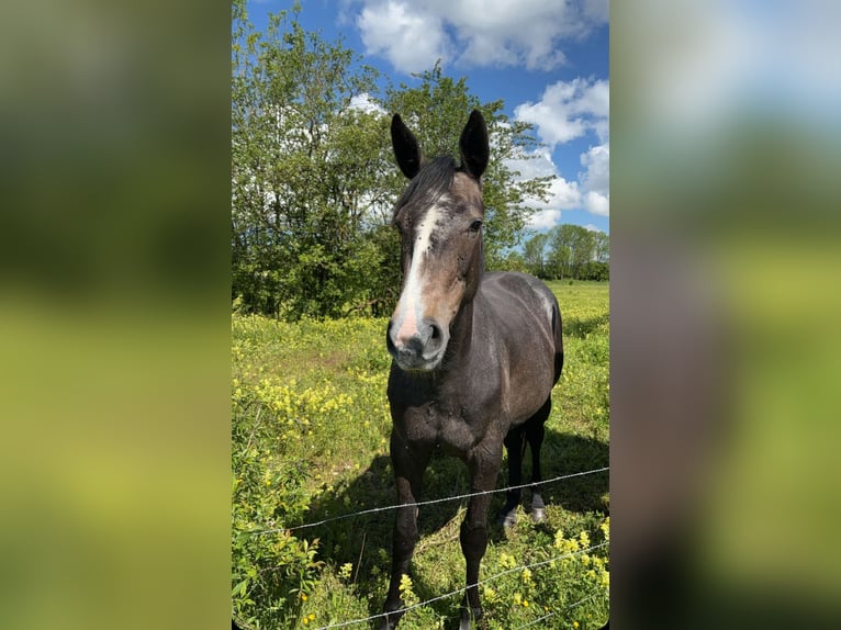 Selle Français Mare 3 years 16 hh Gray in Dole