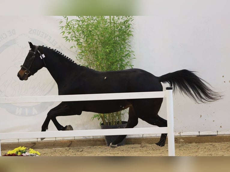 Selle Français Mare 3 years 16 hh Smoky-Black in SANDAUCOURT