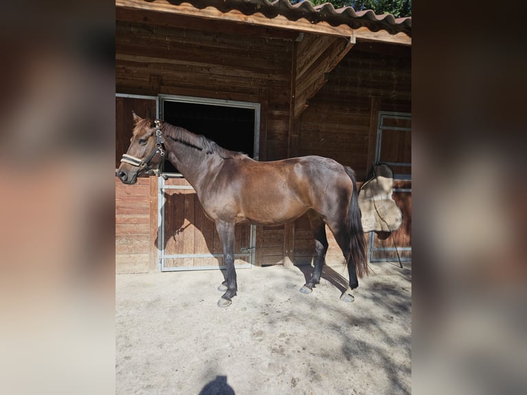 Selle Français Mare 4 years 15.1 hh Bay-Dark in Charleval