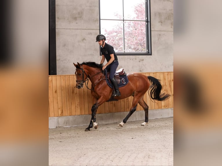 Selle Français Mare 4 years 15,2 hh Bay in Belsele