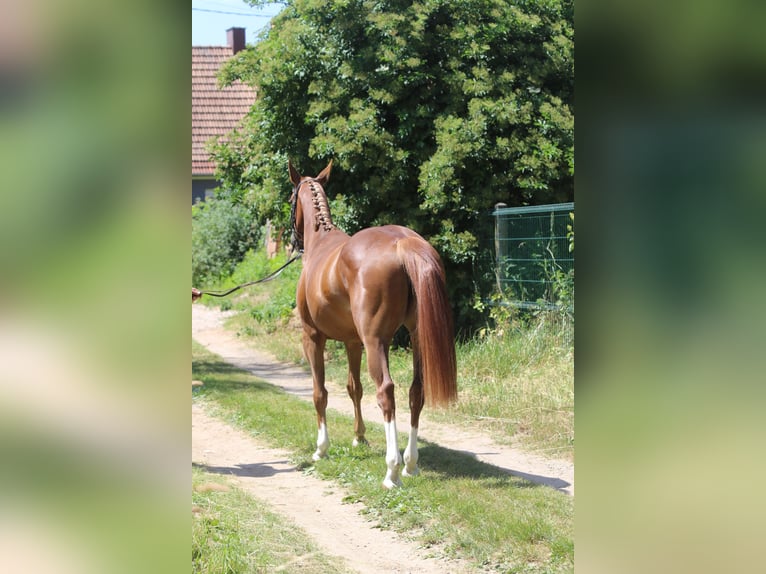 Selle Français Mare 4 years 15.3 hh Chestnut-Red in Hatten