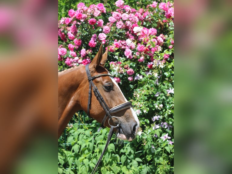 Selle Français Mare 4 years 15.3 hh Chestnut-Red in Hatten