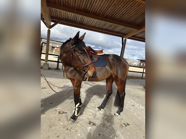 Selle Français Mare 4 years 15,3 hh Brown in Saint-Cyr-les-Vignes