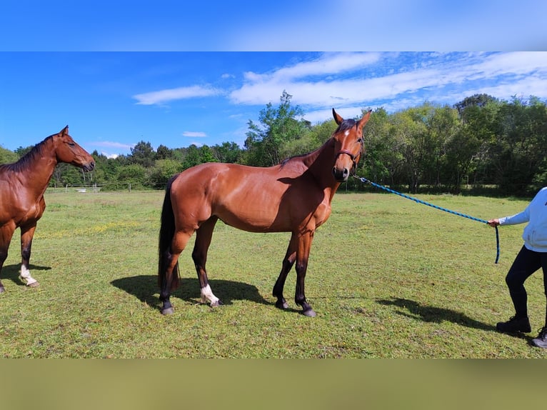 Selle Français Mare 4 years 16,1 hh Brown in Escaudes