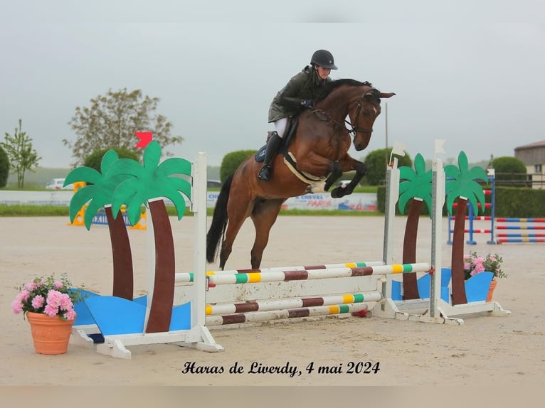 Selle Français Mare 4 years 16,1 hh Brown in Poligny