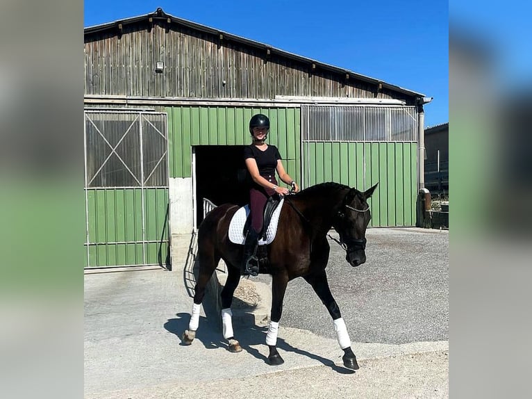Selle Français Mix Mare 4 years 16 hh Black in Chênex