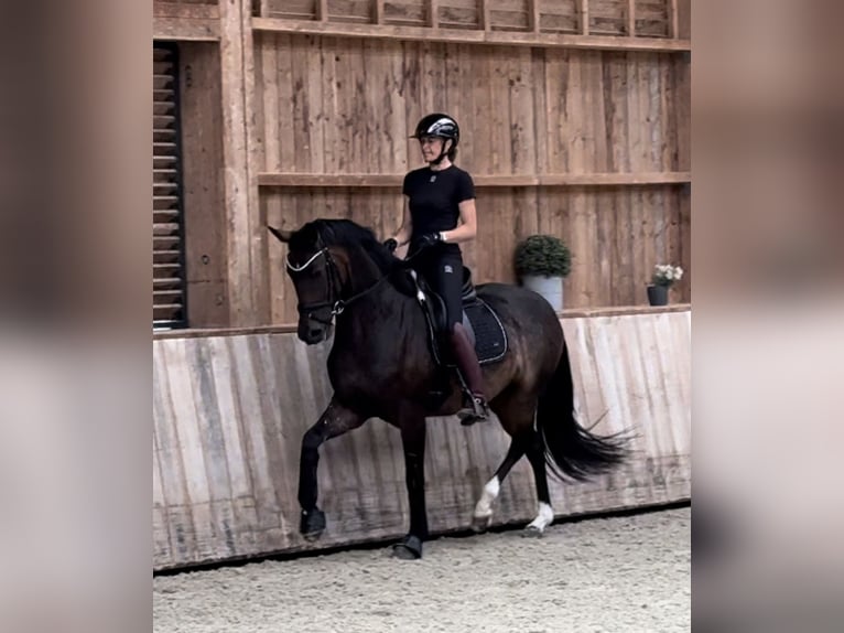 Selle Français Mare 4 years 16 hh Brown in Petit-Mars