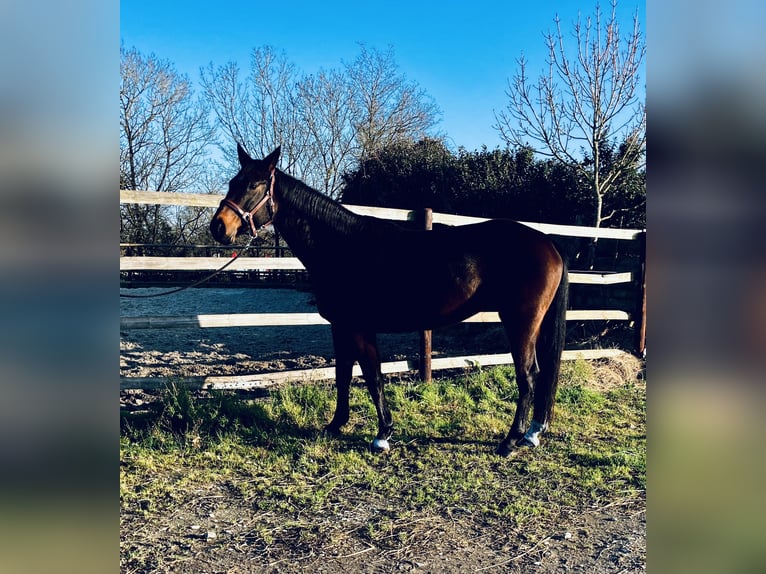 Selle Français Mare 4 years 16 hh Brown in Bouée