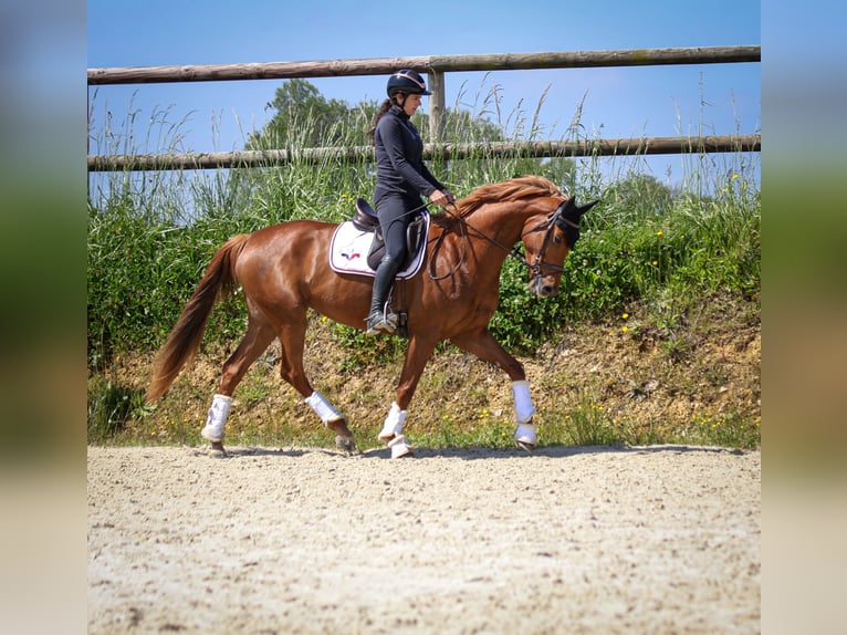 Selle Français Mare 4 years 16 hh Chestnut-Red in Château-Gontier