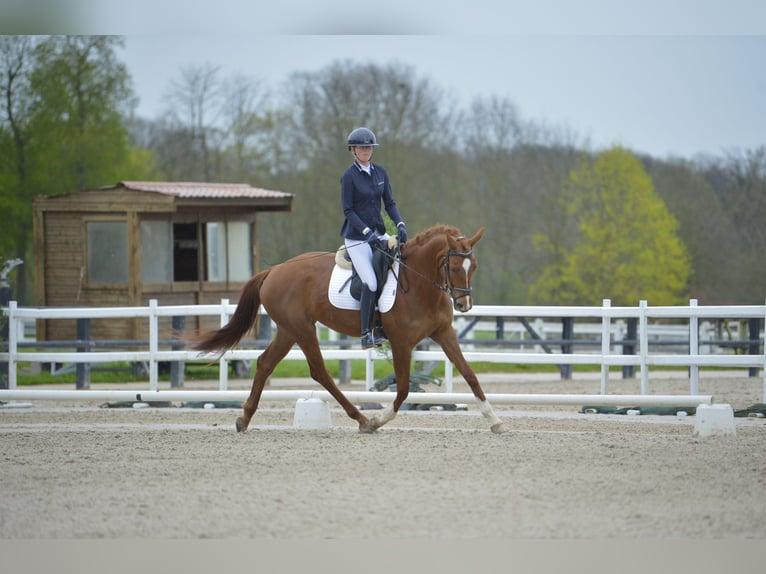 Selle Français Mare 4 years 17 hh Chestnut-Red in Saint Aignan