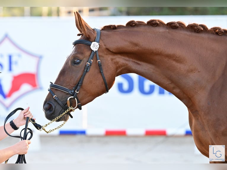 Selle Français Mare 4 years 17 hh Chestnut-Red in Saint Aignan