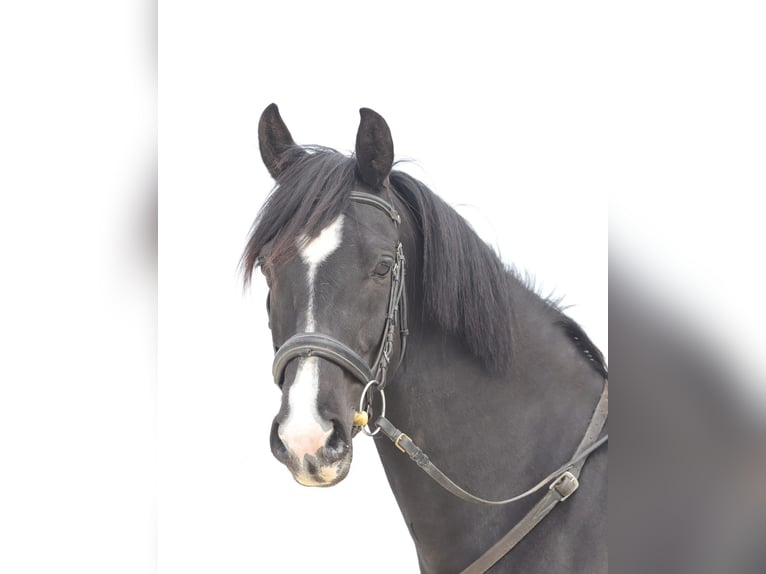 Selle Français Mare 5 years 15.2 hh Black in Lentilly