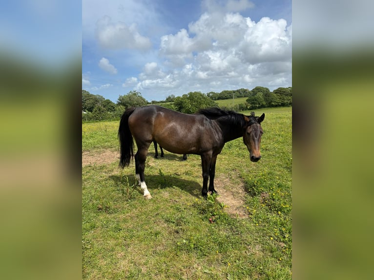 Selle Français Mare 5 years 15.2 hh Smoky-Black in Urville-Nacqueville