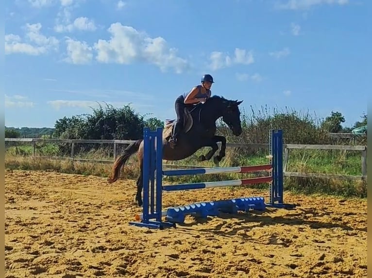 Selle Français Mare 5 years 15,1 hh Brown in Luchapt