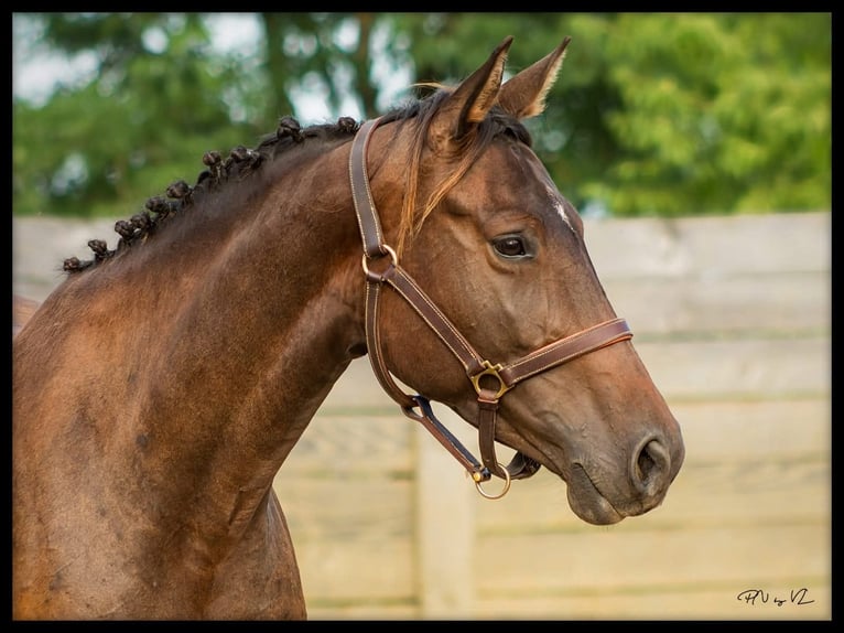 Selle Français Mare 5 years 15,1 hh Brown in Luchapt