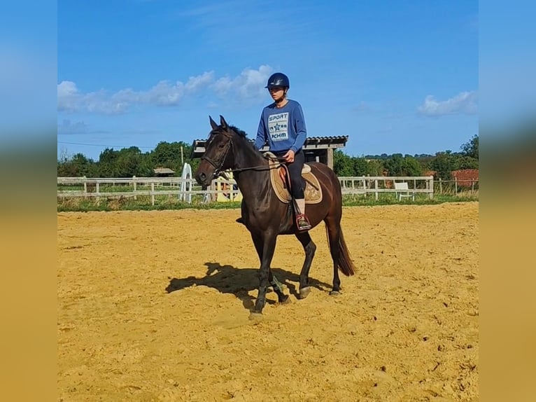 Selle Français Mare 5 years 15,1 hh Brown in Luchapt