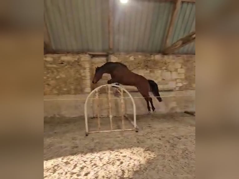 Selle Français Mare 5 years 15,2 hh Brown in Saint-&#xC9;loi-de-Fourques