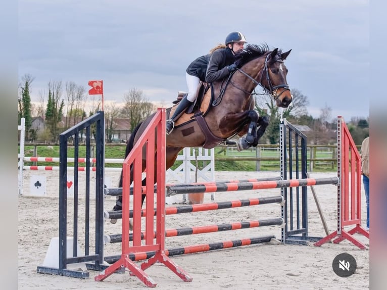 Selle Français Mare 5 years 15,2 hh Brown in Wallers