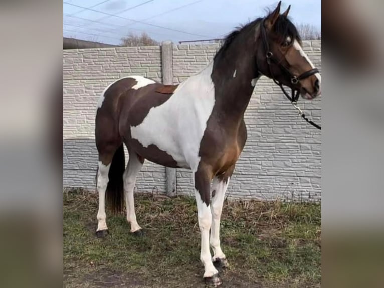 Selle Français Mare 5 years 15,2 hh in Lille