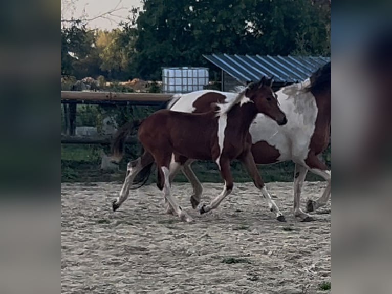 Selle Français Mare 5 years 15,2 hh in Lille