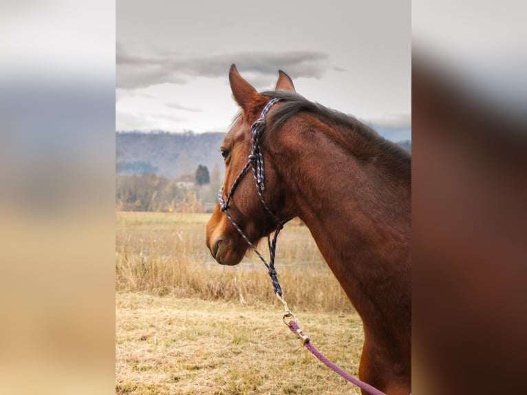Selle Français Mare 5 years 16.1 hh Brown in Soleymieu