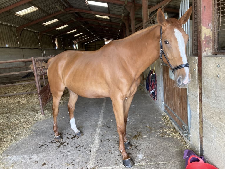 Selle Français Mare 5 years 16,1 hh Chestnut-Red in Chanoz Chatenay