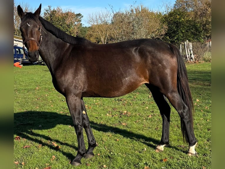 Selle Français Mare 5 years 16.1 hh Smoky-Black in Préchac