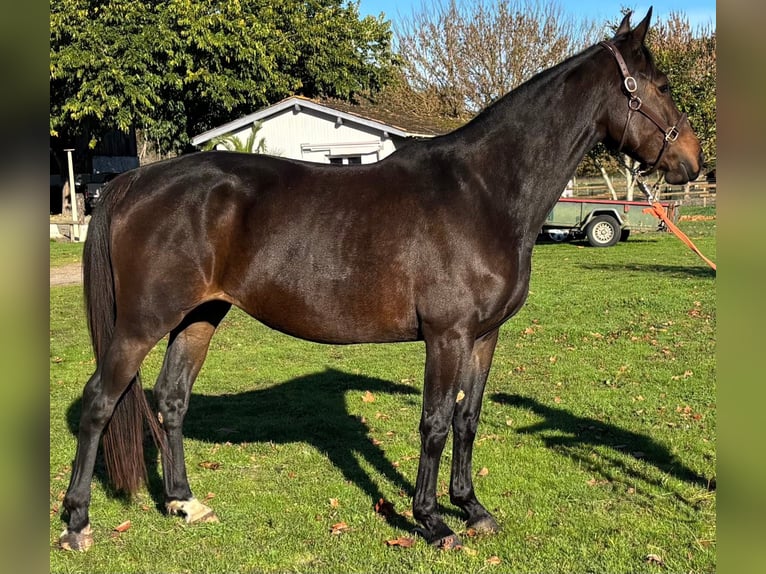 Selle Français Mare 5 years 16.1 hh Smoky-Black in Préchac