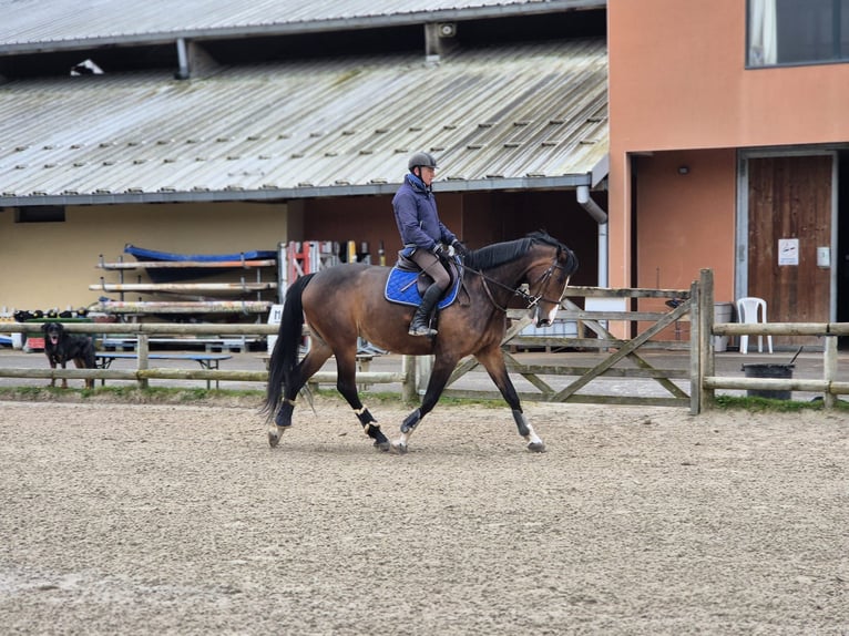 Selle Français Mare 5 years 16,2 hh Brown in CERNAY