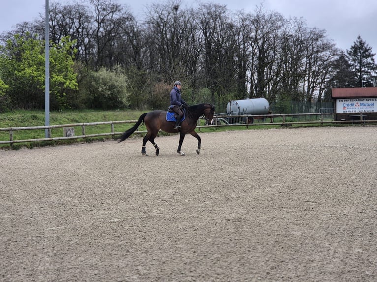 Selle Français Mare 5 years 16,2 hh Brown in CERNAY