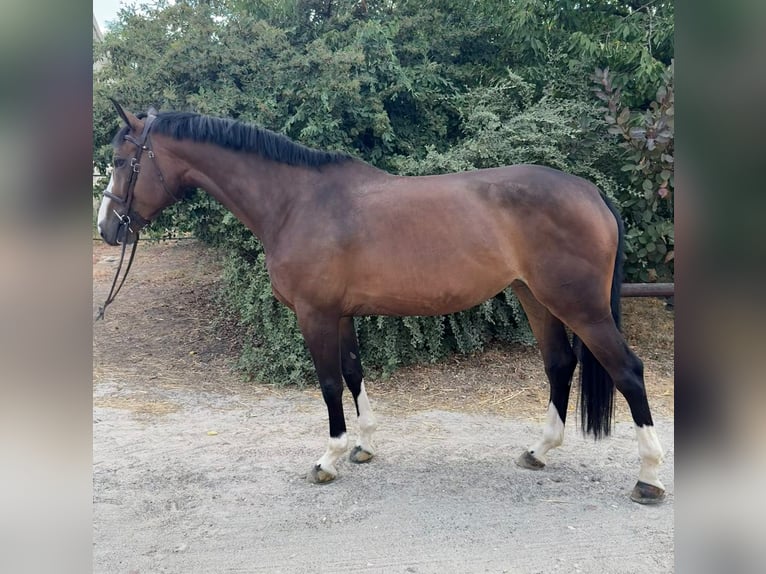 Selle Français Mare 5 years 16.3 hh Bay-Dark in La forêt sainte croix