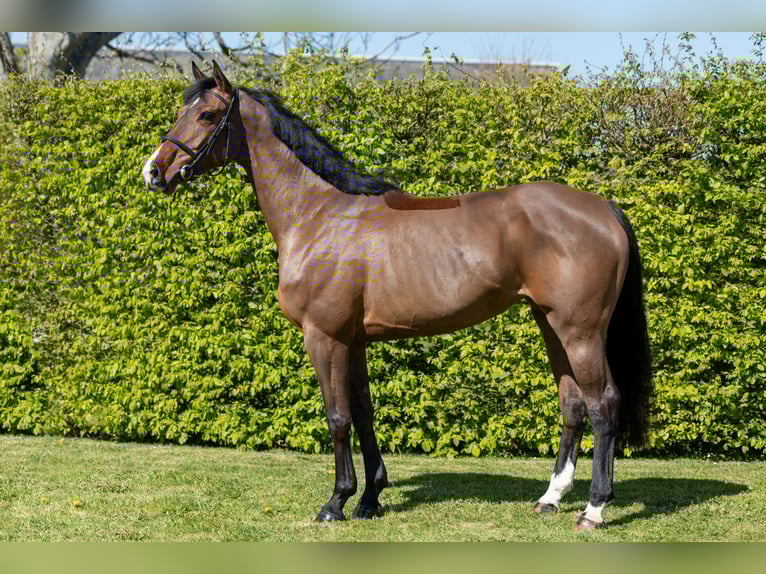 Selle Français Mare 5 years 16 hh Bay in Saint-Pierre-de-Coutances