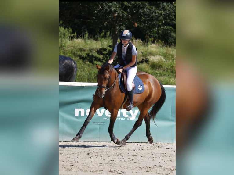 Selle Français Mare 5 years 16 hh Brown in Gefosse fontenay
