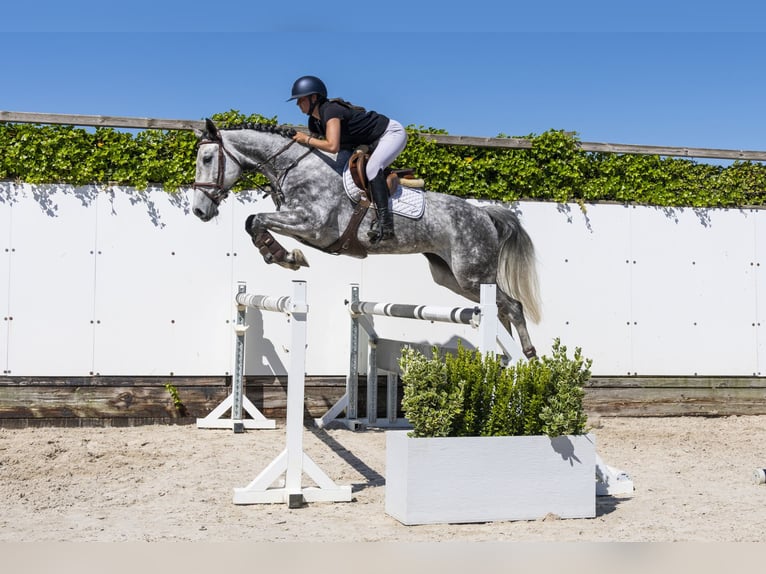 Selle Français Mare 5 years 16 hh Grullo in Waddinxveen