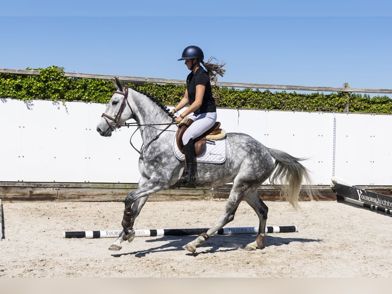 Selle Français Mare 5 years 16 hh Grullo in Waddinxveen