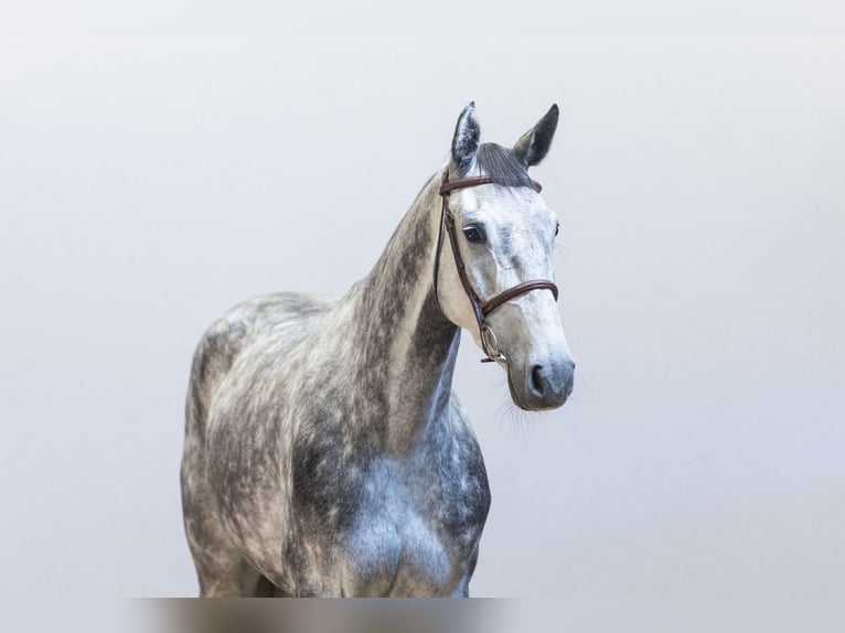 Selle Français Mare 5 years 16 hh Grullo in Waddinxveen