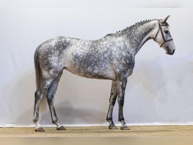 Selle Français Mare 5 years 16 hh Grullo in Waddinxveen
