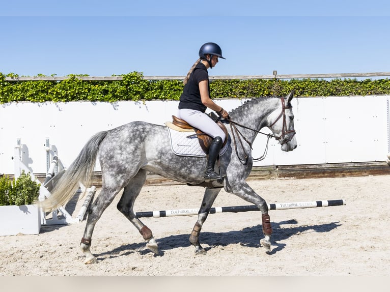 Selle Français Mare 5 years 16 hh Grullo in Waddinxveen