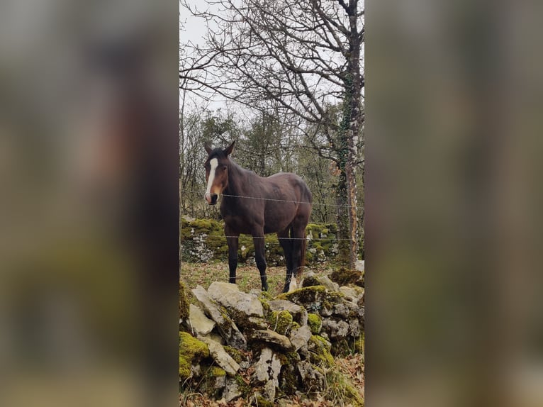 Selle Français Mare 5 years 16,1 hh Bay-Dark in RODELLE