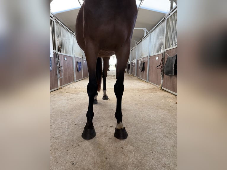 Selle Français Mare 5 years 16,1 hh Brown in GROTE-BROGEL