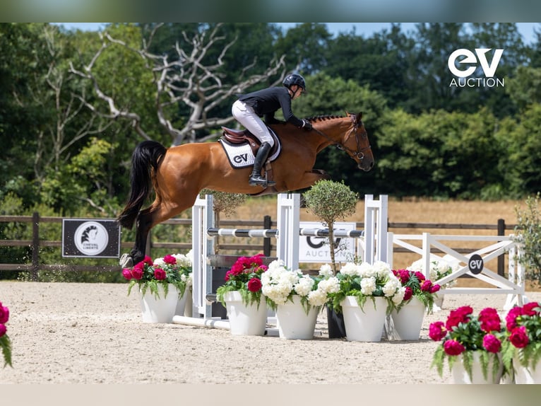 Selle Français Mare 5 years 16,1 hh Brown in Saint-Pierre-de-Coutances